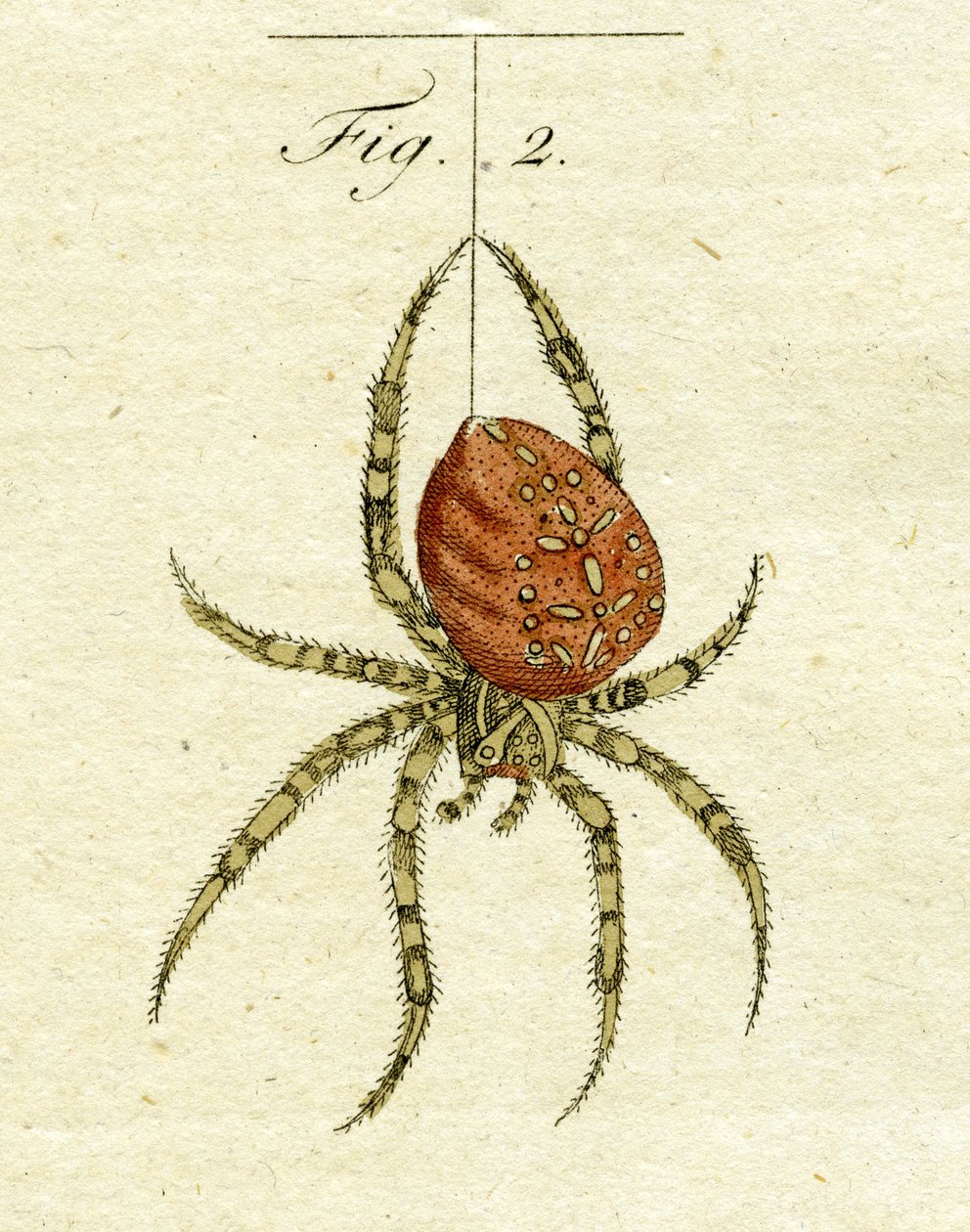 クモのイラスト、1790年（手描きの彫刻）